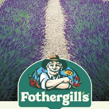 E Lavender Hidcote Blue