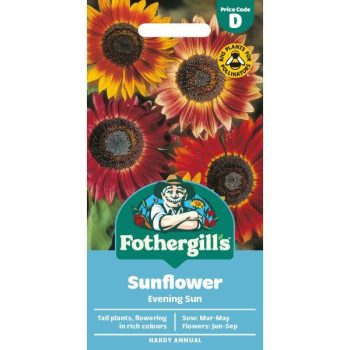 D Sunflower Evening Sun