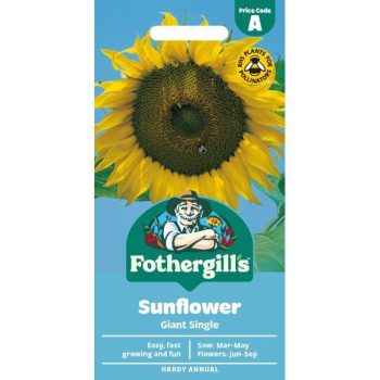 A Sunflower Giant Single