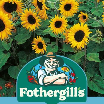 E Sunflower Little Dorrit