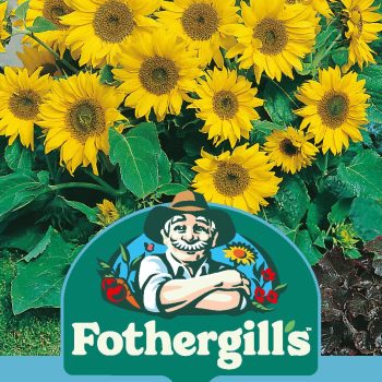 D Sunflower Little Leo