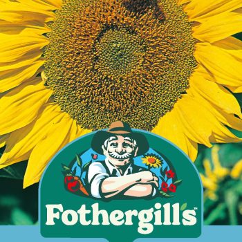 D Sunflower Titan