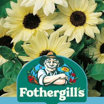 D Sunflower Vanilla Ice