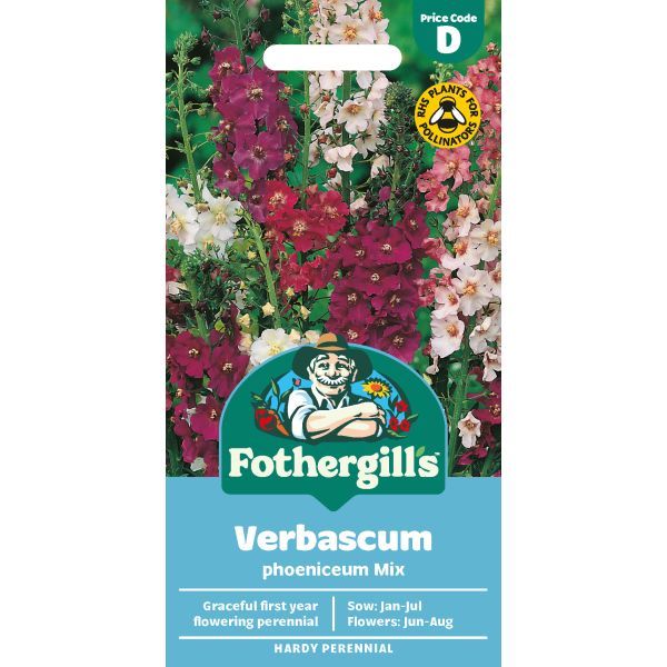 D Verbascum Phoeniceum Mixed
