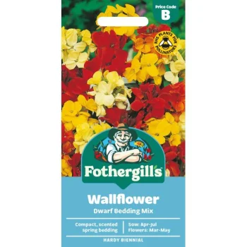 B Wallflower Dwarf Bedding Mixed