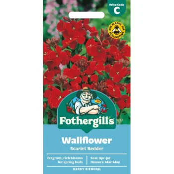 C Wallflower Scarlet Bedder