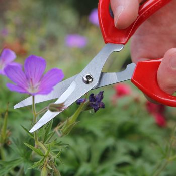 DP120 Softies Scissors