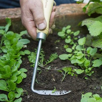 DP2543 Cape Cod Weeder
