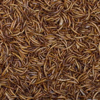 Johnston & Jeff Dried Mealworms 12.55kg