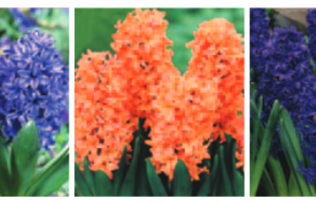 Taylor's Bedding Hyacinth each