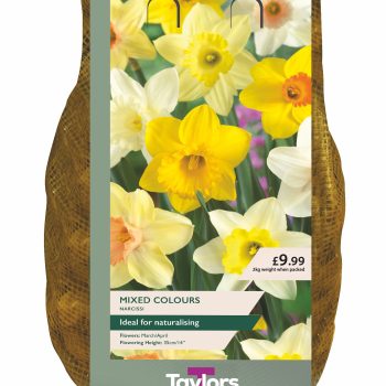 Taylor's 2kg CarriPack Mixed Colour Narcissi