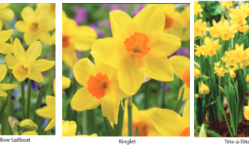 Taylor's Rockery Narcissus - 10 bulbs