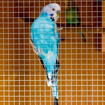 Ambassador Wire Mesh Panel 0.6m x 0.9m