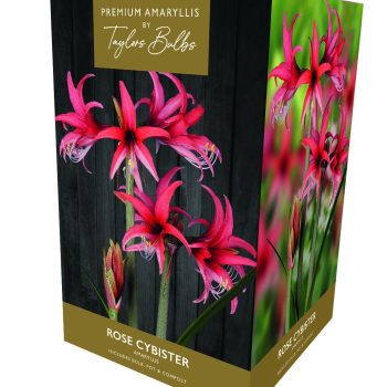 Taylor's Premium Exotic Amaryllis - Rose Cybister