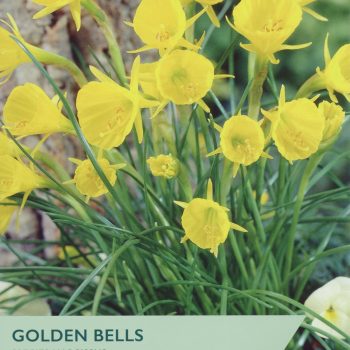 Taylor's Narcissi Species Golden Bells