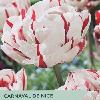 Taylor's Carnaval de Nice Tulips