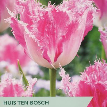 Taylor's Huis Ten Bosch Tulips