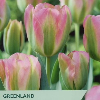 Taylor's Tulip Greenland
