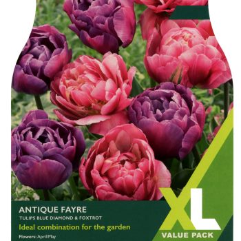 Taylor's Tulip Antique Fayre