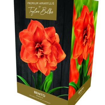 Taylor's Premium Double Amaryllis - Benito