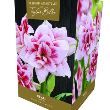 Taylor's Premium Double Amaryllis - Elvas