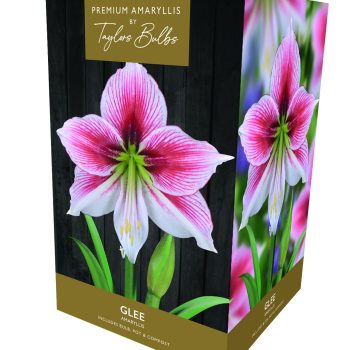 Taylor's Premium Exotic Amaryllis - Glee