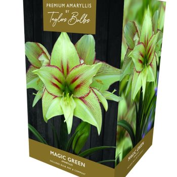 Taylor's Premium Exotic Amaryllis - Magic Green