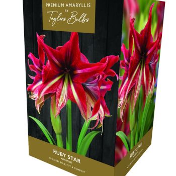 Taylor's Premium Exotic Amaryllis - Ruby Star